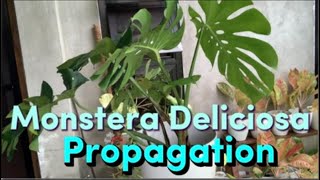 MONSTERA DELICIOSA PROPAGATION [upl. by Tnert275]