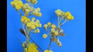 PERPETUA o SIEMPREVIVA Helichrysum stoechas PLANTAS MEDICINALES [upl. by Malas862]