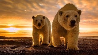 Best Documentary 2015 The Wild Brown Bears Animal Top Documentary [upl. by Gil470]