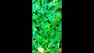 Oxalis plant seeds spreading ☘️💮 oxalis seedspreding seed fire trending ytshorts [upl. by Ahsiat]