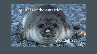 Weddell Seals The Masters of the Antarctic Soundscape [upl. by Pricilla]