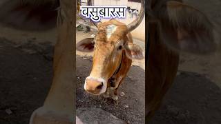 वसुबारस च्या दिवशी गोमताचे दर्शन🐄🙏🏻 Vasubaras  First day of Diwali 2024 vasubaras shorts [upl. by Ayatnohs316]