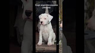 Cassus Zlota Troja dogo argentino dogoargentinopuppies dogoargentinadogs [upl. by Devine451]