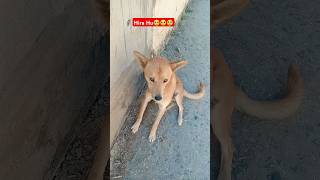 Hira Hu😥😥🥺 love trending petlover youtube youtubeshorts dogdogloverytshorts trendingshorts [upl. by Nathanoj]