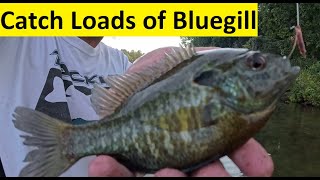 Easy Way to Catch Tons of Summertime Bluegill [upl. by Aseeral]