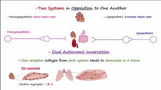 NIcotinic and muscarinic receptors [upl. by Salguod]