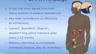 Hormone Therapy for Prostate Cancer [upl. by Rebm]