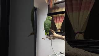 LORO FELIZ  LORO KANKAN  LORO KOKO 鸚鵡 parrot papagei 鸚鵡 aves lloro pets papagall birds [upl. by Ymeon]