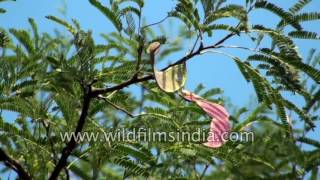 Banni mara or Acaia ferruginea tree at Lalbagh Park Bangalore [upl. by Idnas]