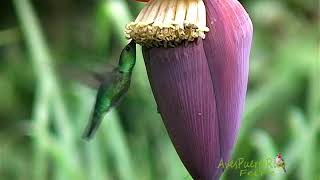 COLIBRÍES en FLORES  HUMMINGBIRDS AND FLOWERS  Puerto Rico [upl. by Rekrap]