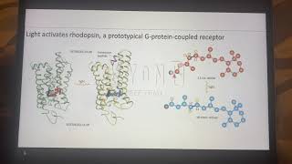 Rhodopsin Activation [upl. by Shurlock52]