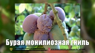 Бурая монилиозная гниль Monilinia fructicola Winter Honey [upl. by Uriah443]