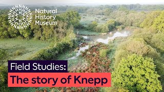 The story of Knepp A rewilding success  Field Studies [upl. by Ranee117]