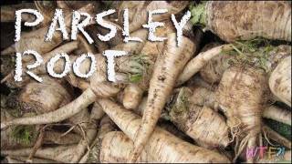 What is Parsley Root  How to Make Parsley Root Chips Recipe [upl. by Atrebla]