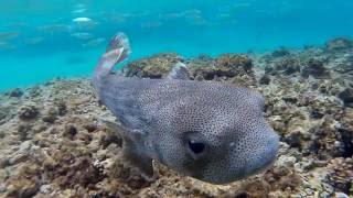 Schnorcheln in der gesamten Makadi Bay  Ägypten  Egypt  Rotes Meer  Red Sea [upl. by Ashlie719]