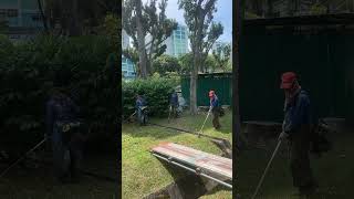 shortvideo automobile landscapegrass gardenstyle grassing landscapegarden agriculture grassc [upl. by Tutankhamen]