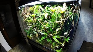 Paludarium set up [upl. by Nomael48]