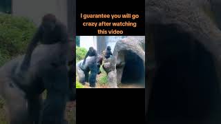 I guarantee you will Go Crazy after watching This vedio 😅🦍 killmymind gimmelove [upl. by Gibby]