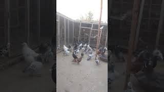 When Did Bacho Ki Phirat Full Enjoy  Hashim Mahmood Pigeons Get So Famousyoutubeshorts shorts [upl. by Mak474]