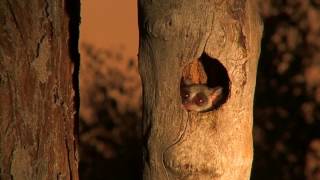 Bushbaby pops out to say hello [upl. by Strickland386]