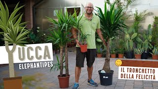 YUCCA Come si Coltiva la Yucca Elephantipes il Tronchetto della Felicità 🤩 in 2 Minuti 🕰 [upl. by Morocco]