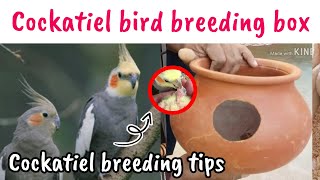 Cockatiel bird breeding box  Cockatiel breeding box  Cockatiel breeding tips [upl. by Ahtenak830]