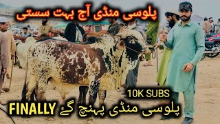 Peshawar Palosi Mandi Rates Updates 2024  Munasib Rates Maweshi Mandi Pakistan  Hitting 10K😍 [upl. by Yelekreb]