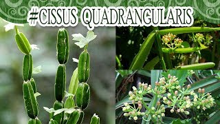 Suculentadodia  Cissus Quadrangularis [upl. by Anyehs390]