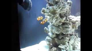 ORCA TL 450 nano tropical marine aquarium 1 week x2 juvenile clownfish Amphiprion percula [upl. by Yrocaj]