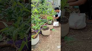 Growing Pagoda Mustard in used bags [upl. by Riatsala]