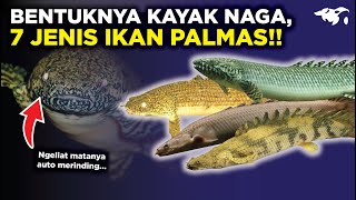 MENGERIKAN BENTUKNYA KAYAK NAGA INILAH 7 JENIS IKAN PALMAS YANG POPULER DIPELIHARA [upl. by Danni]