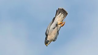 Why Falcons Fly Fast Fascinating Facts You Might Not Know [upl. by Hesketh]