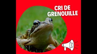 CRI DE GRENOUILLE 🔊 [upl. by Nayhr]