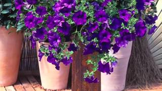 Robertas 6piece Sumo Surfinia Petunias on QVC [upl. by Patrica]