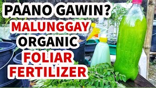 HOW TO MAKE MALUNGGAY FERTILIZER  EFFECTIVE PLANT GROWTH ENHANCER AND BOOSTER [upl. by Virgin]