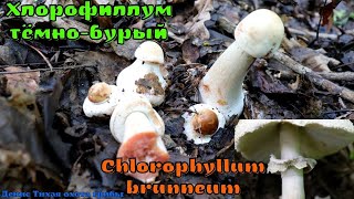 Опасный двойник зонтика краснеющего ХЛОРОФИЛЛУМ ТЁМНОБУРЫЙ Chlorophyllum brunneum [upl. by Jeffries]