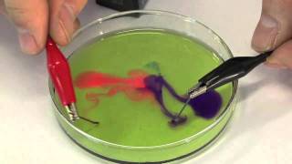 Petri Dish Electrolysis [upl. by Vaden556]