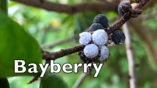 How to Identify Northern Bayberry [upl. by Mauer]