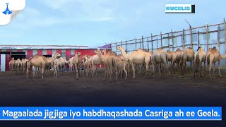 Magaalada jigjiga iyo habdhaqashada Casriga ah ee Geela [upl. by Fitzpatrick]