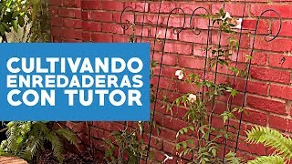 ¿Cómo cultivar enredaderas con tutor [upl. by Ahsenre587]