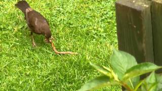 Bird Eating A Worm [upl. by Chaker]