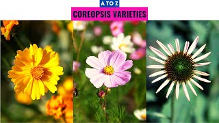 Coreopsis Varieties A to Z [upl. by Haidadej]