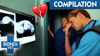 Heartbreaking Accidents 😭  Best Of Bondi Vet [upl. by Ahcire]