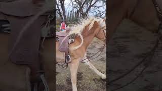 Haflinger mare Mirata cantering in the round pen [upl. by Ysac]