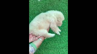 Golden Retriever Puppy’s Cuteness Overload – You Can’t Stop Smiling shorts youtubeshorts [upl. by Kannan189]