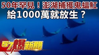 50年罕見！澎湖捕獲鬼蝠魟 給1000萬就放生？ 《57爆新聞》精選篇 網路獨播版 [upl. by Doubler511]