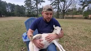 Banding our lambs  Castrating tutorial lazypondfarm [upl. by Arlen]