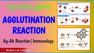 Agglutination Reaction AgAb ReactionImmunology [upl. by Connel]