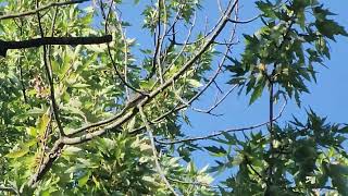 Eastern WoodPewee calling [upl. by Rayna]