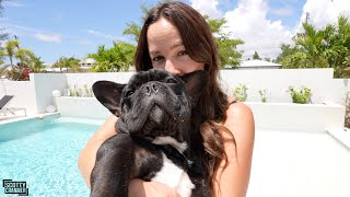 Day In The Life Of The CUTEST French Bulldog In The World [upl. by Aratal]